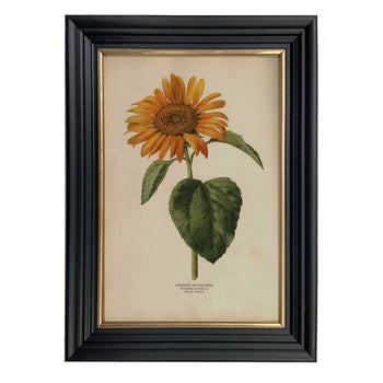 Common Sunflower Vintage Framed Color Illustration Wall Art: Black Gold Wood Print