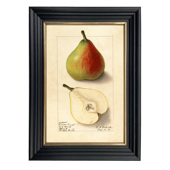 Lawson Comet Pear Botanical Vintage Framed Illustration Art: Black Gold Wood Print